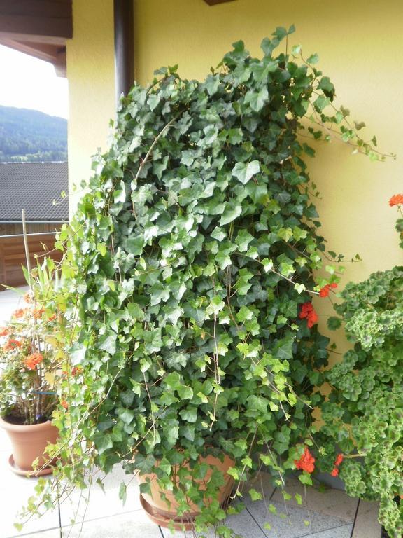 Haus Vordertiefenbach Hotel Wagrain Bagian luar foto